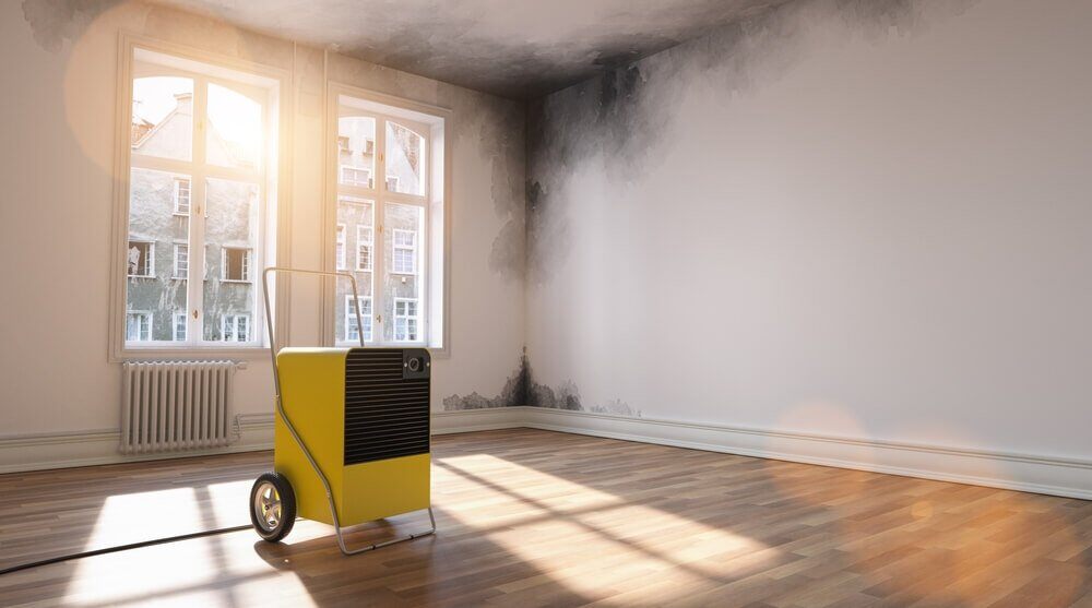 2---can-black-mould-cause-health-problems?